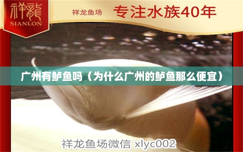 广州有鲈鱼吗（为什么广州的鲈鱼那么便宜） 祥龙传奇品牌鱼缸 第1张