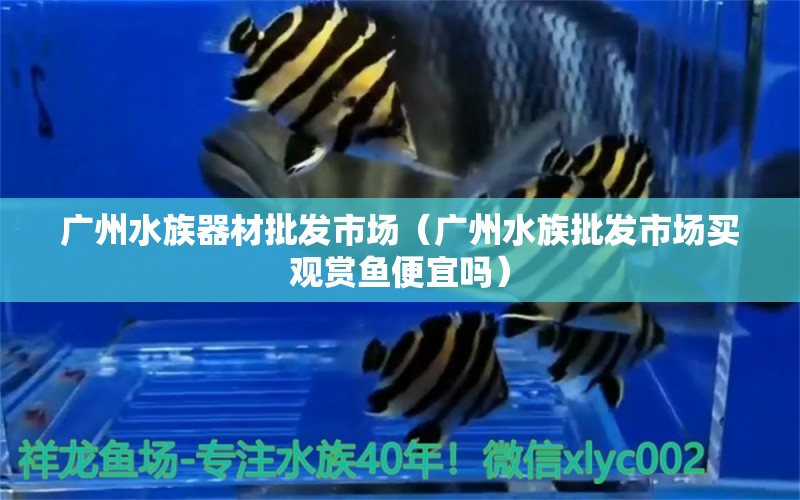 广州水族器材批发市场（广州水族批发市场买观赏鱼便宜吗）