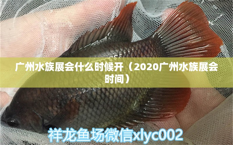 广州水族展会什么时候开（2020广州水族展会时间）