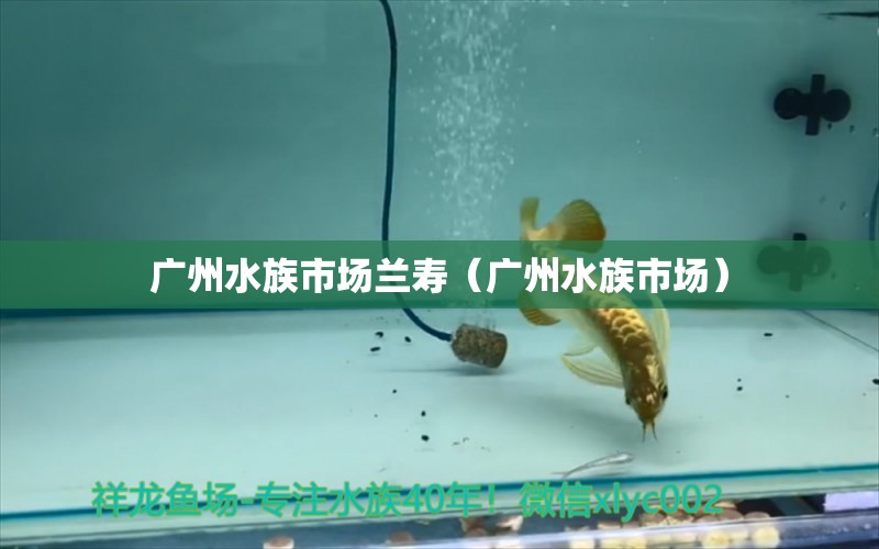 广州水族市场兰寿（广州水族市场）