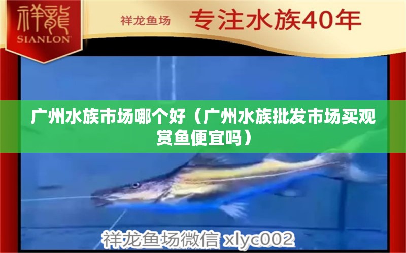 广州水族市场哪个好（广州水族批发市场买观赏鱼便宜吗） 观赏鱼水族批发市场