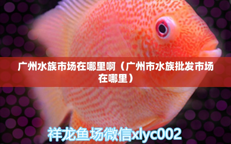 广州水族市场在哪里啊（广州市水族批发市场在哪里） 观赏鱼水族批发市场