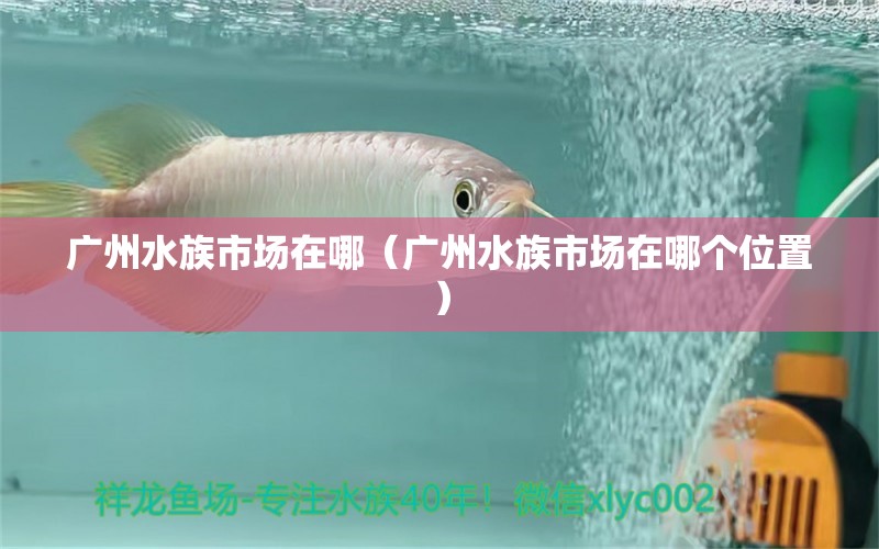 广州水族市场在哪（广州水族市场在哪个位置）