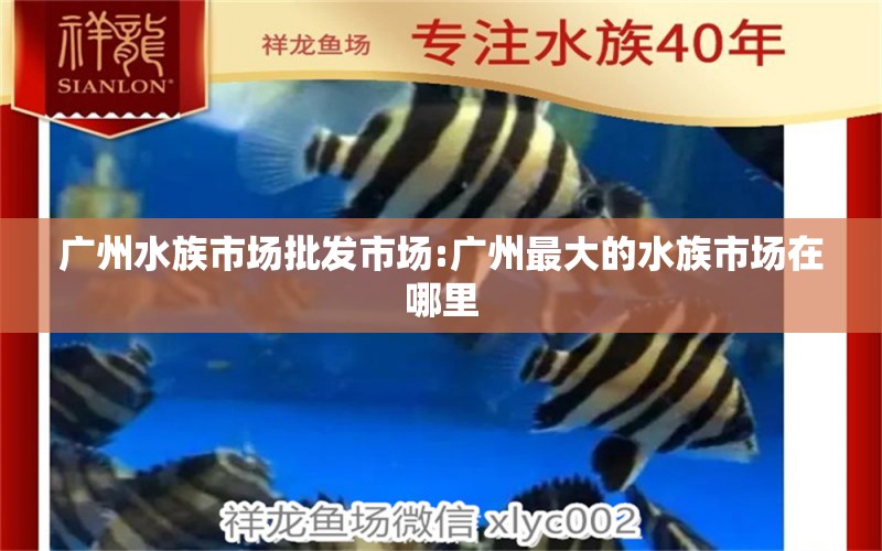 广州水族市场批发市场:广州最大的水族市场在哪里