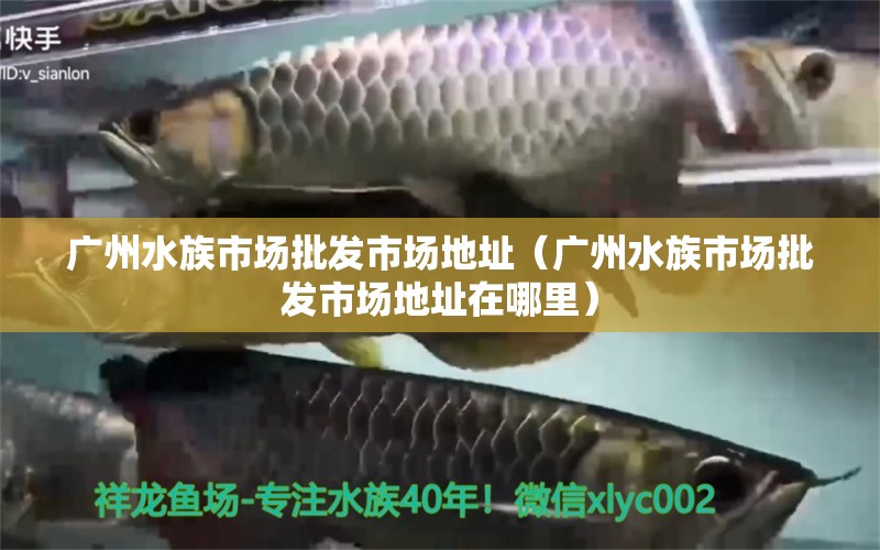 广州水族市场批发市场地址（广州水族市场批发市场地址在哪里） 广州水族批发市场