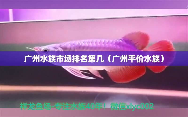 广州水族市场排名第几（广州平价水族）