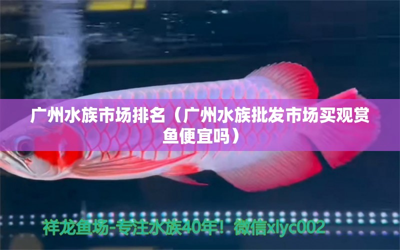 广州水族市场排名（广州水族批发市场买观赏鱼便宜吗）