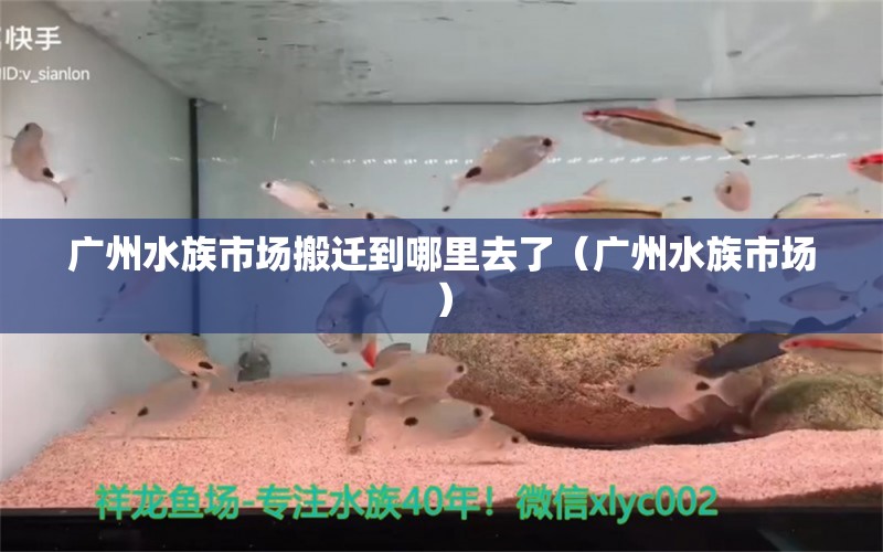 广州水族市场搬迁到哪里去了（广州水族市场）