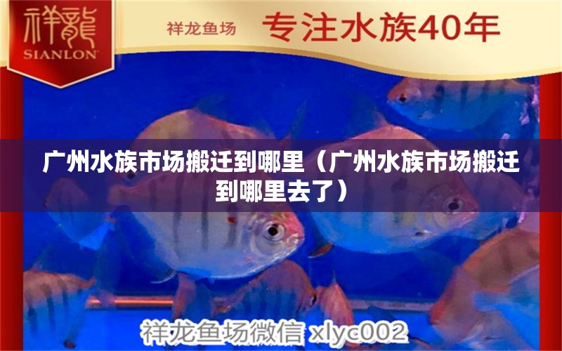 广州水族市场搬迁到哪里（广州水族市场搬迁到哪里去了）