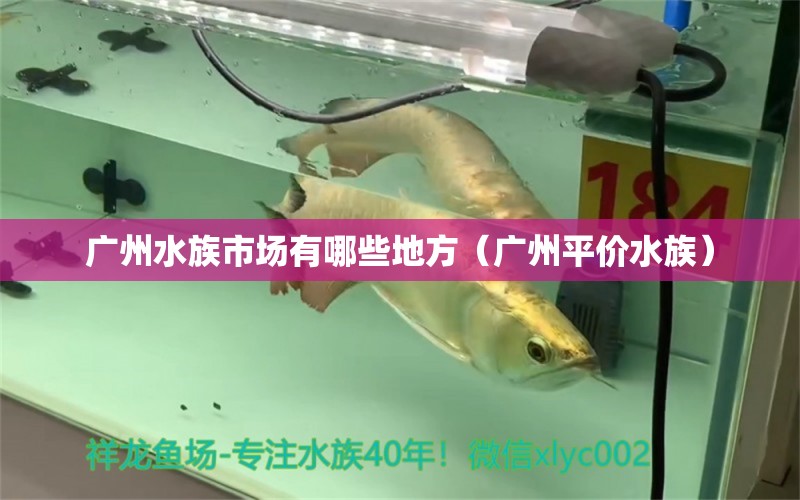 广州水族市场有哪些地方（广州平价水族）