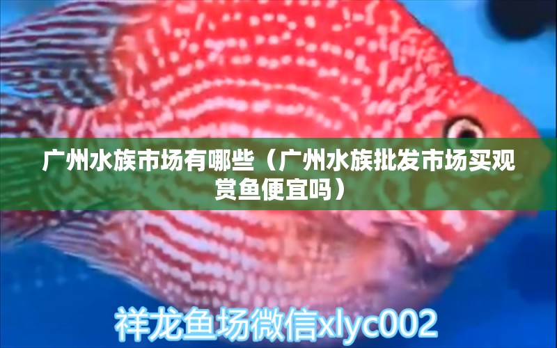 广州水族市场有哪些（广州水族批发市场买观赏鱼便宜吗） 观赏鱼水族批发市场