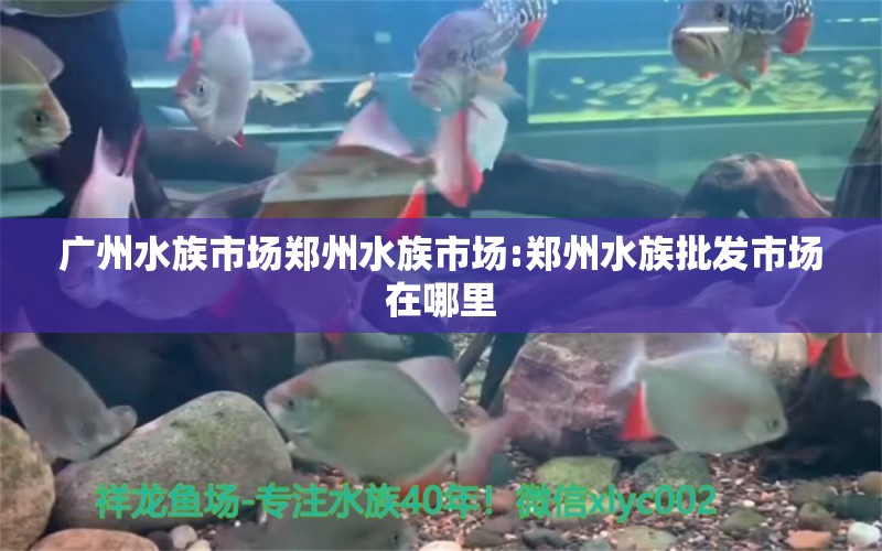 广州水族市场郑州水族市场:郑州水族批发市场在哪里