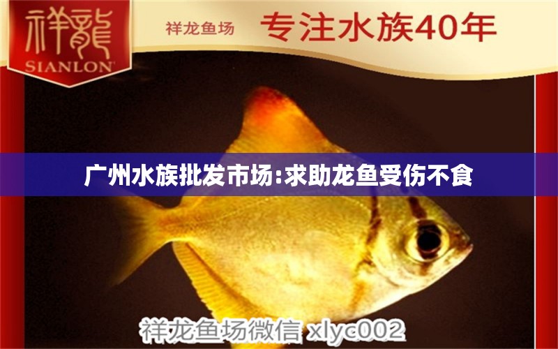 广州水族批发市场:求助龙鱼受伤不食 观赏鱼水族批发市场