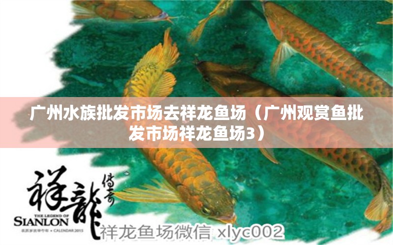 广州水族批发市场去祥龙鱼场（广州观赏鱼批发市场祥龙鱼场3） 观赏鱼批发