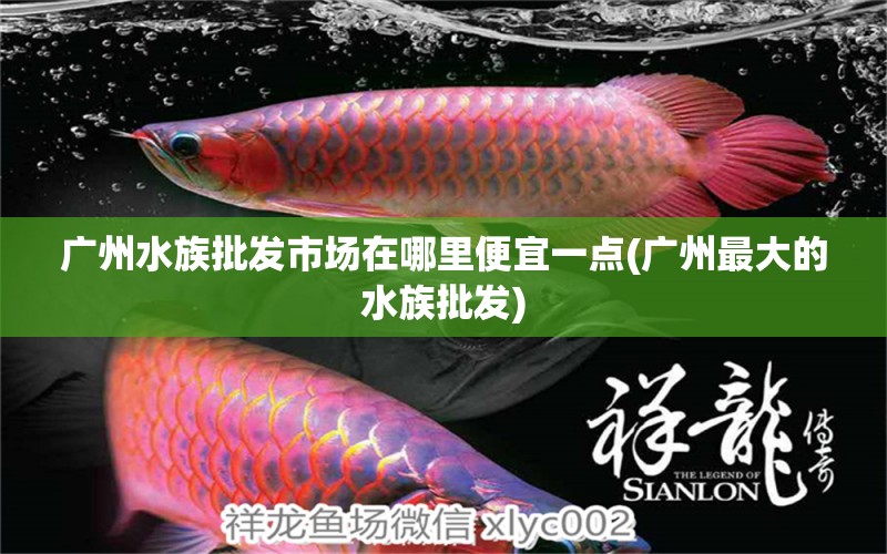 广州水族批发市场在哪里便宜一点(广州最大的水族批发) 观赏鱼水族批发市场