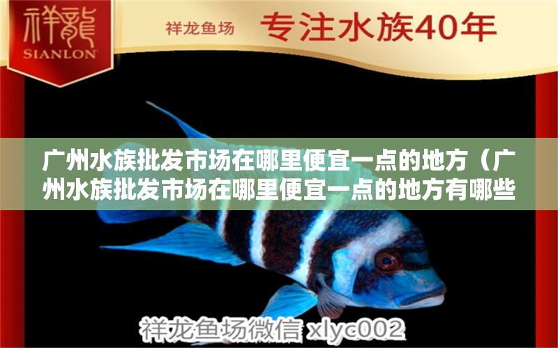 广州水族批发市场在哪里便宜一点的地方（广州水族批发市场在哪里便宜一点的地方有哪些） 观赏鱼水族批发市场