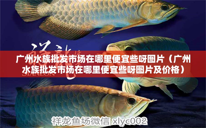 广州水族批发市场在哪里便宜些呀图片（广州水族批发市场在哪里便宜些呀图片及价格）