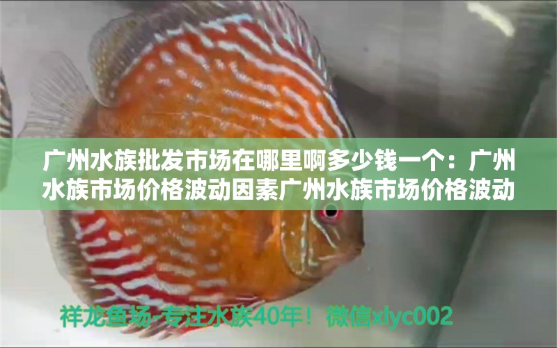 广州水族批发市场在哪里啊多少钱一个：广州水族市场价格波动因素广州水族市场价格波动因素