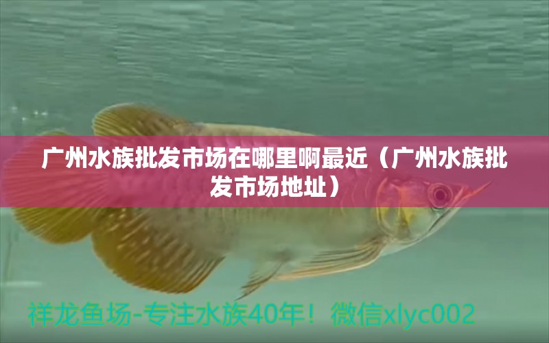 广州水族批发市场在哪里啊最近（广州水族批发市场地址）