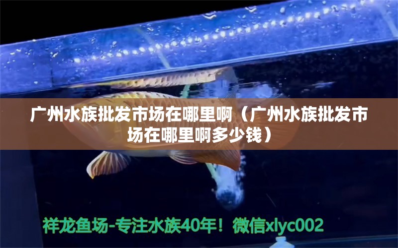 广州水族批发市场在哪里啊（广州水族批发市场在哪里啊多少钱） 观赏鱼水族批发市场