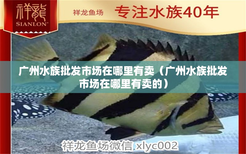 广州水族批发市场在哪里有卖（广州水族批发市场在哪里有卖的）