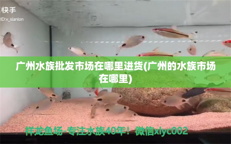 广州水族批发市场在哪里进货(广州的水族市场在哪里)