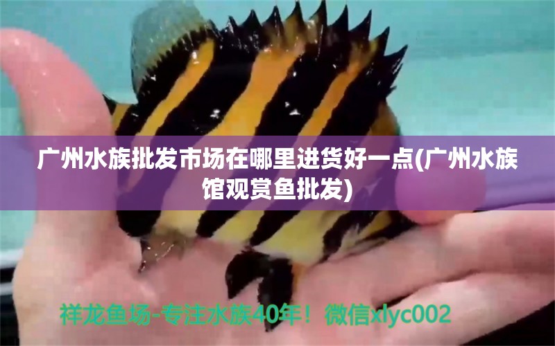 广州水族批发市场在哪里进货好一点(广州水族馆观赏鱼批发) 观赏鱼批发