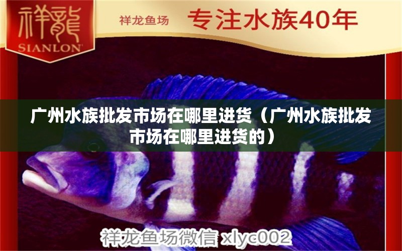 广州水族批发市场在哪里进货（广州水族批发市场在哪里进货的） 观赏鱼水族批发市场