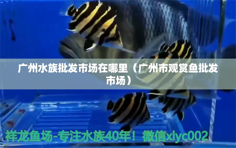 广州水族批发市场在哪里（广州市观赏鱼批发市场） 观赏鱼批发