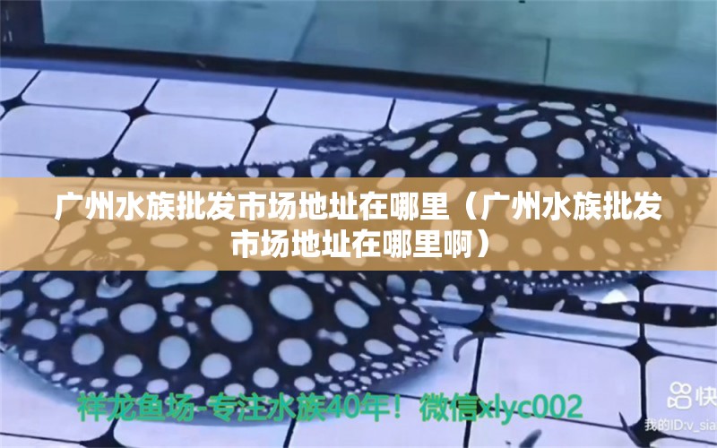 广州水族批发市场地址在哪里（广州水族批发市场地址在哪里啊）