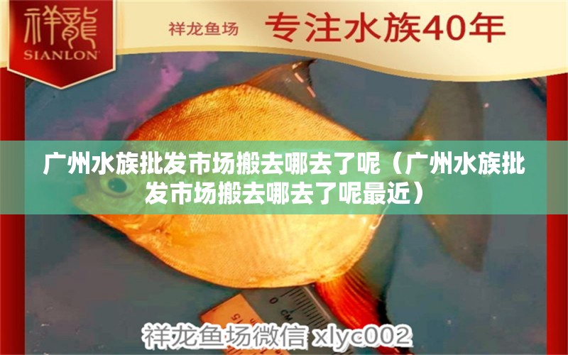 广州水族批发市场搬去哪去了呢（广州水族批发市场搬去哪去了呢最近）