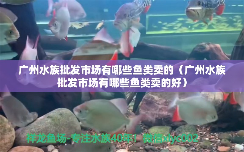 广州水族批发市场有哪些鱼类卖的（广州水族批发市场有哪些鱼类卖的好）