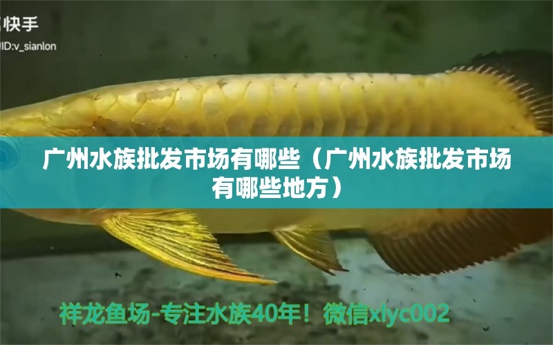 广州水族批发市场有哪些（广州水族批发市场有哪些地方） 观赏鱼水族批发市场