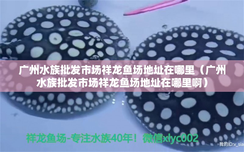 广州水族批发市场祥龙鱼场地址在哪里（广州水族批发市场祥龙鱼场地址在哪里啊） 观赏鱼水族批发市场