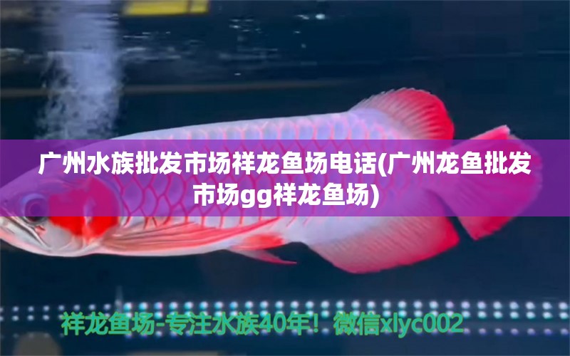 广州水族批发市场祥龙鱼场电话(广州龙鱼批发市场gg祥龙鱼场)