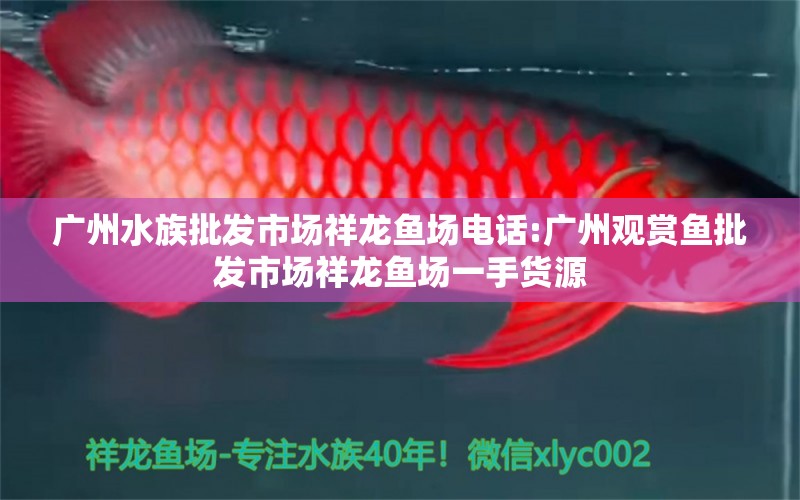 广州水族批发市场祥龙鱼场电话:广州观赏鱼批发市场祥龙鱼场一手货源