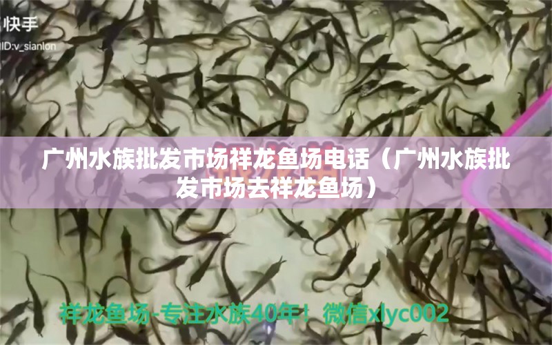 广州水族批发市场祥龙鱼场电话（广州水族批发市场去祥龙鱼场）