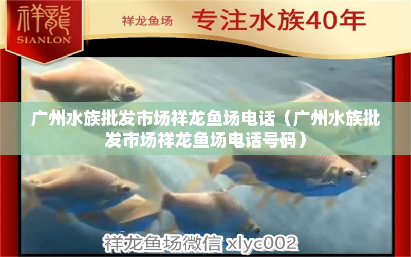 广州水族批发市场祥龙鱼场电话（广州水族批发市场祥龙鱼场电话号码）