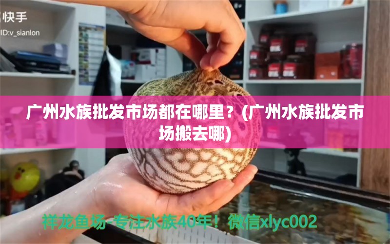 广州水族批发市场都在哪里？(广州水族批发市场搬去哪) 观赏鱼水族批发市场