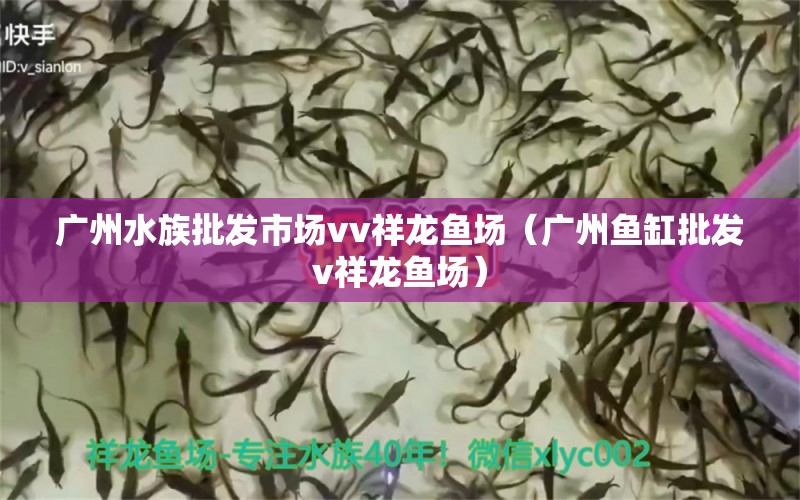 广州水族批发市场vv祥龙鱼场（广州鱼缸批发v祥龙鱼场） 野彩鱼