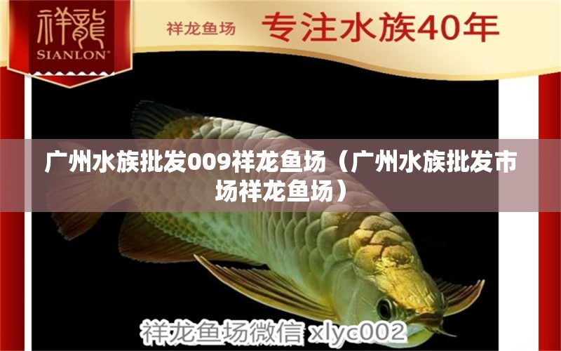 广州水族批发009祥龙鱼场（广州水族批发市场祥龙鱼场） 观赏鱼水族批发市场