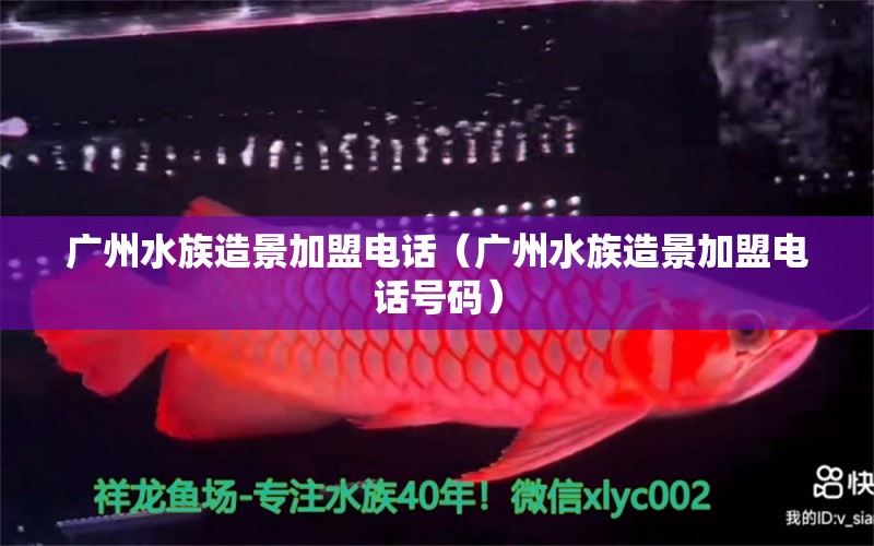 广州水族造景加盟电话（广州水族造景加盟电话号码） 广州水族批发市场