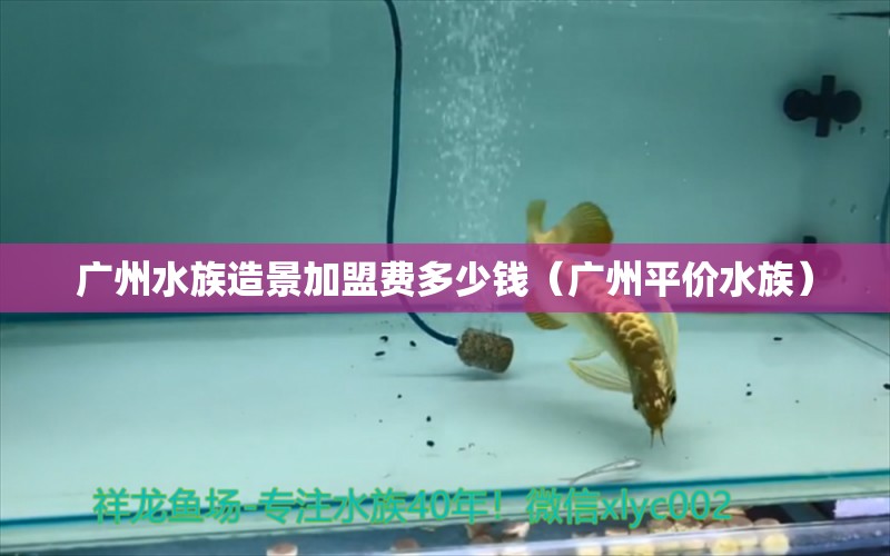 广州水族造景加盟费多少钱（广州平价水族） 观赏鱼