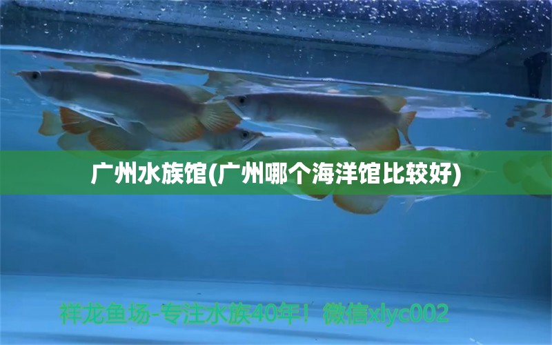 广州水族馆(广州哪个海洋馆比较好) 双线侧鱼