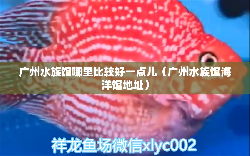 广州水族馆哪里比较好一点儿（广州水族馆海洋馆地址）