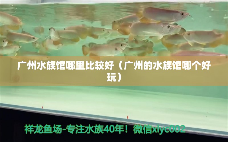 广州水族馆哪里比较好（广州的水族馆哪个好玩）