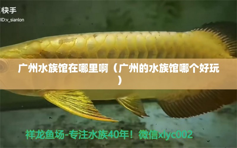 广州水族馆在哪里啊（广州的水族馆哪个好玩）