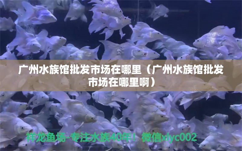 广州水族馆批发市场在哪里（广州水族馆批发市场在哪里啊） 广州水族批发市场