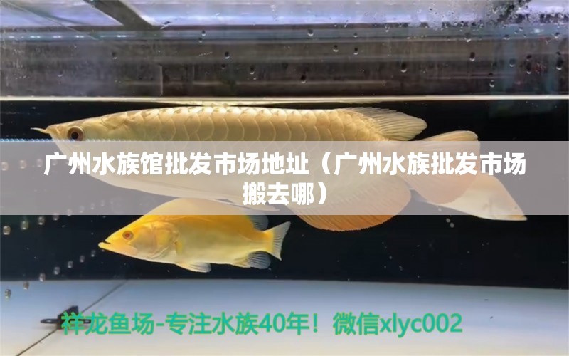 广州水族馆批发市场地址（广州水族批发市场搬去哪） 观赏鱼水族批发市场