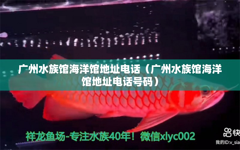 广州水族馆海洋馆地址电话（广州水族馆海洋馆地址电话号码） 广州水族批发市场